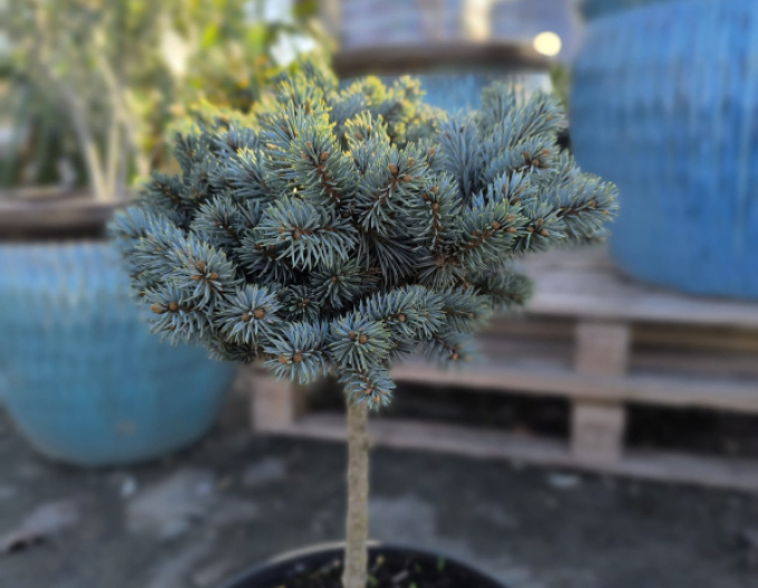 Smrk pichlavý ´Pali´ na kmínku