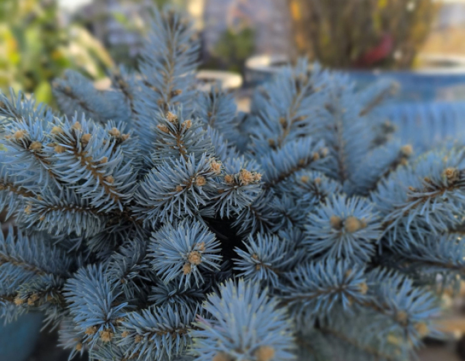 Smrk  "Glauca Globosa"