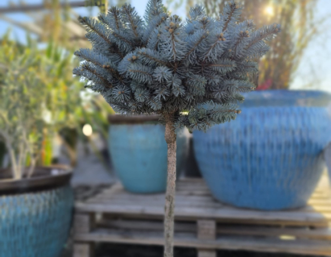 Smrk  "Glauca Globosa"