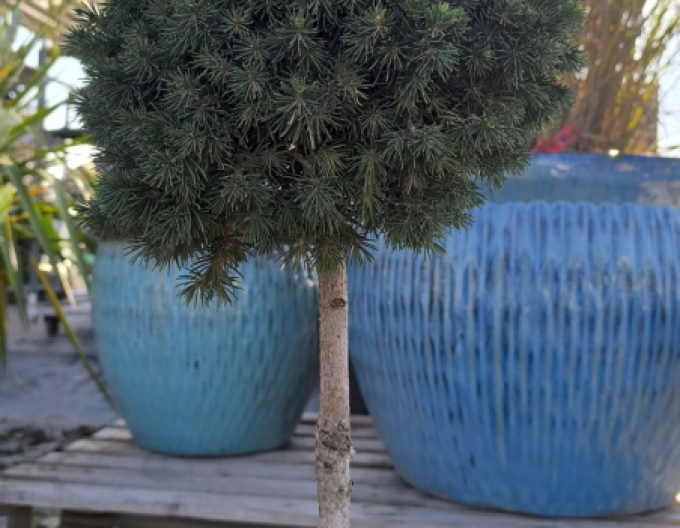 Smrk  ´Tompa´ na kmínku