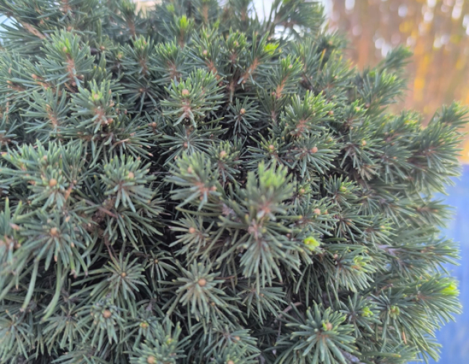 Smrk  ´Tompa´ na kmínku