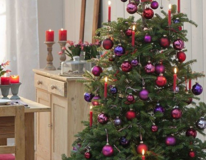 Korejská jedle 300cm, kont.