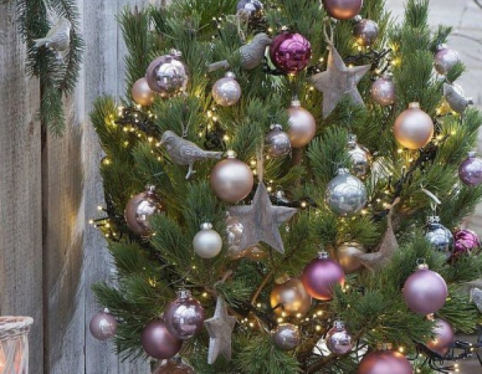 Borovice černá 100/125 cm, kont.