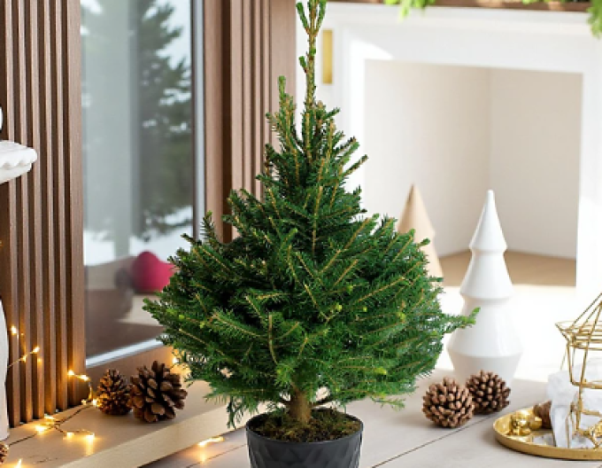 Smrk Omorika 40/60cm, kont.