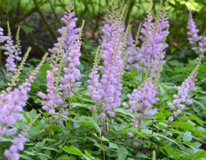 Čechrava čínska Pumila