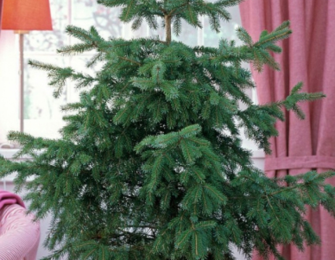 Smrk Omorika 80/100cm, kont.