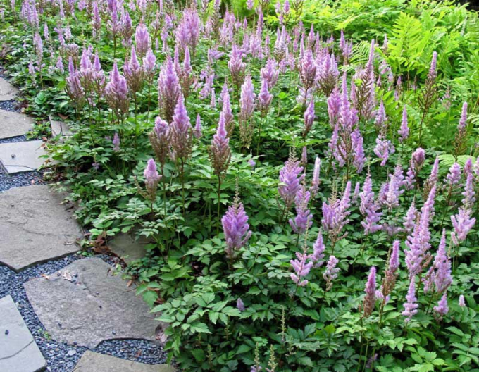 Čechrava čínska Pumila