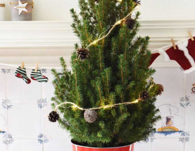 Smrk bílý ´Conica´