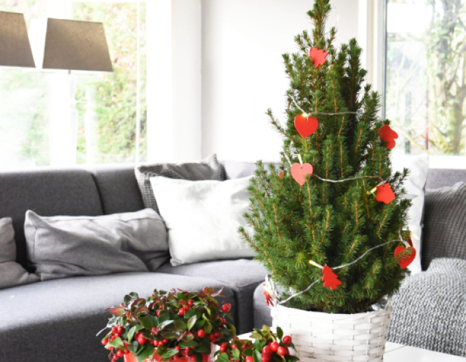 Smrk bílý ´Conica´