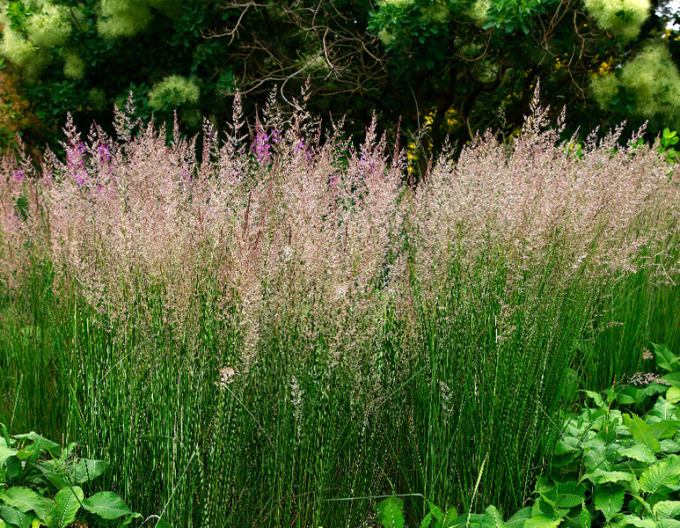 Třtina ostrokvětá ´Karl Foerster´ 9x9