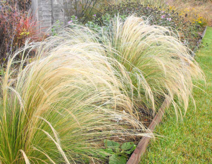 Kavyl péřovitý ’Ponytails’