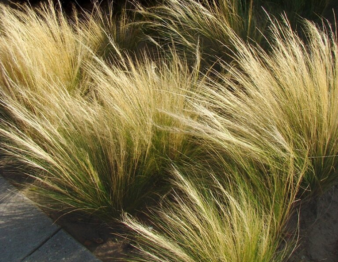 Kavyl péřovitý ’Ponytails’