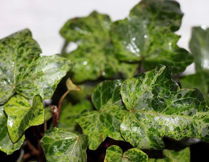 Břečťan popínavý ´Marmorata´