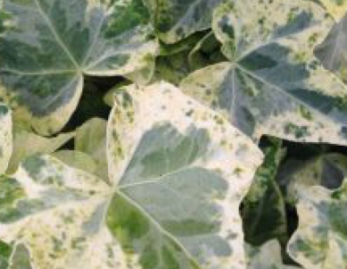 Břečťan popínavý ´Marmorata´