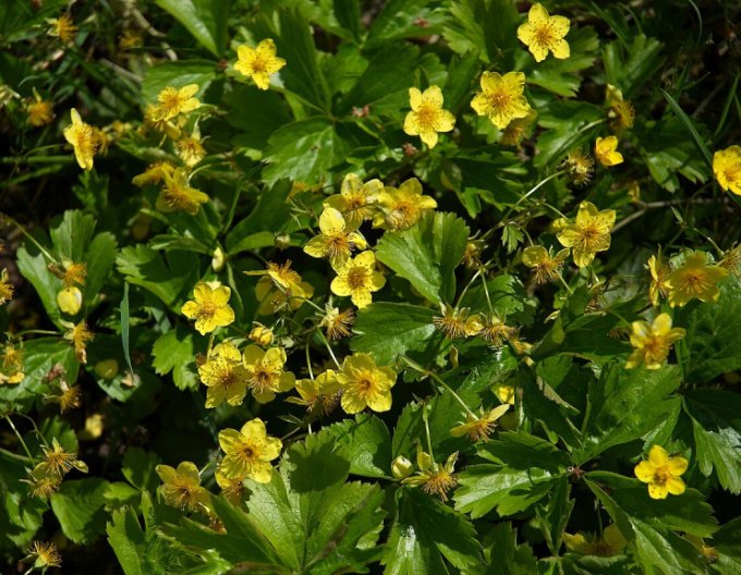 Mochnička trojpočetná