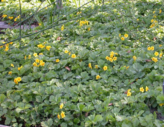 Mochnička trojpočetná