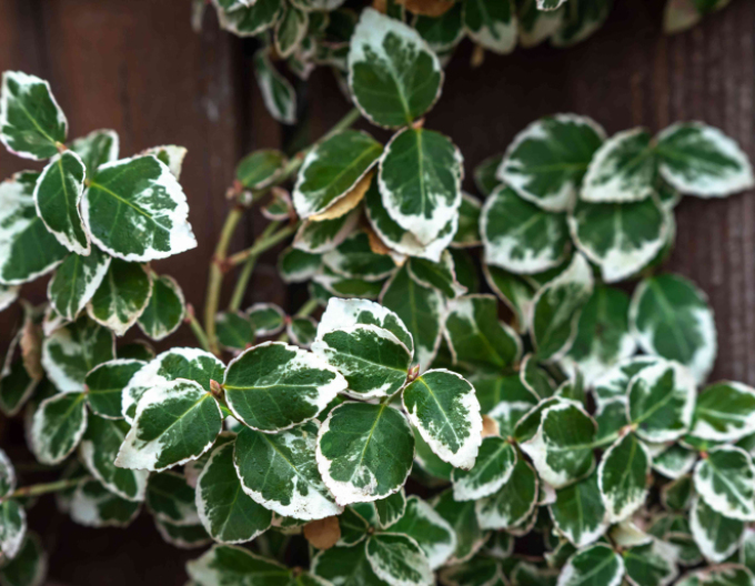 Brslen Fortuneův "EMERALD GAIETY"