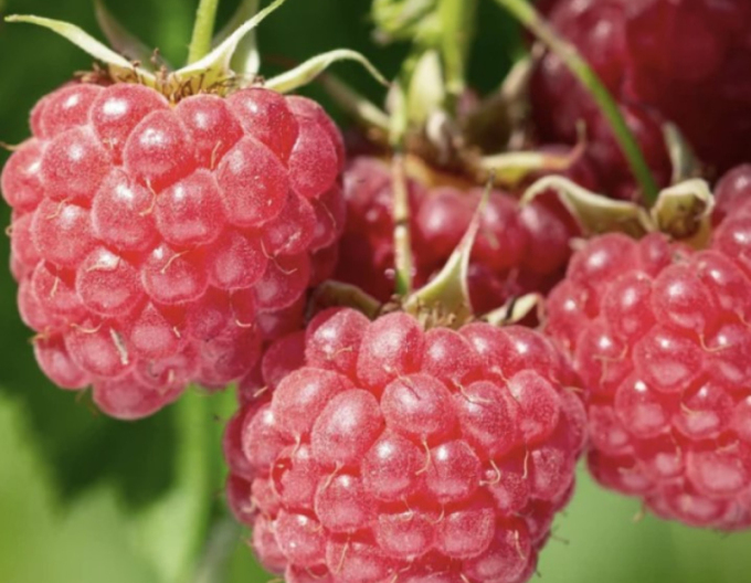 Červená malina ´Bohéme´ STÁLORODÍCI