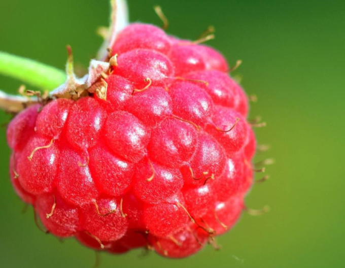 Červená malina ´Bohéme´ STÁLORODÍCI