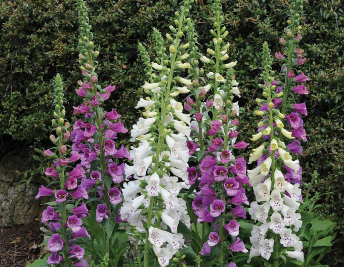 Náprstník Dalmatin Mix