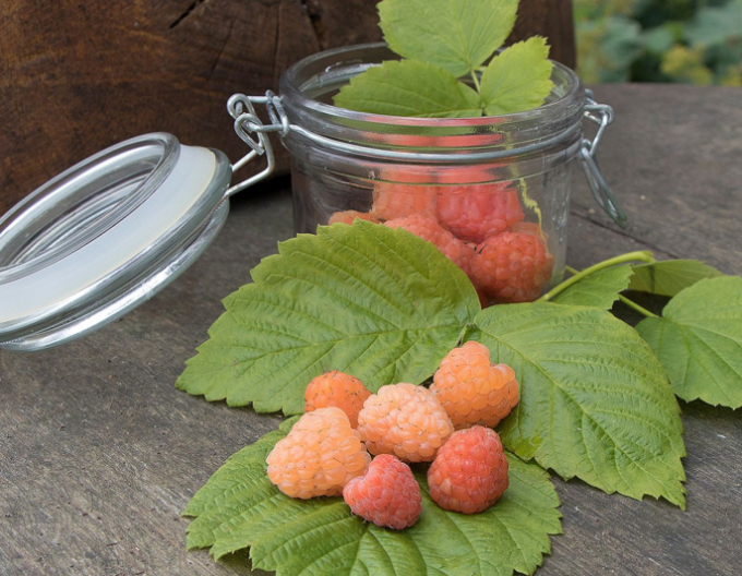 Malina žlutá Valentina stáleplodíci