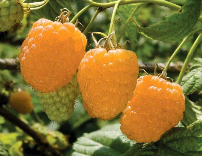 Malina žlutá Valentina stáleplodíci