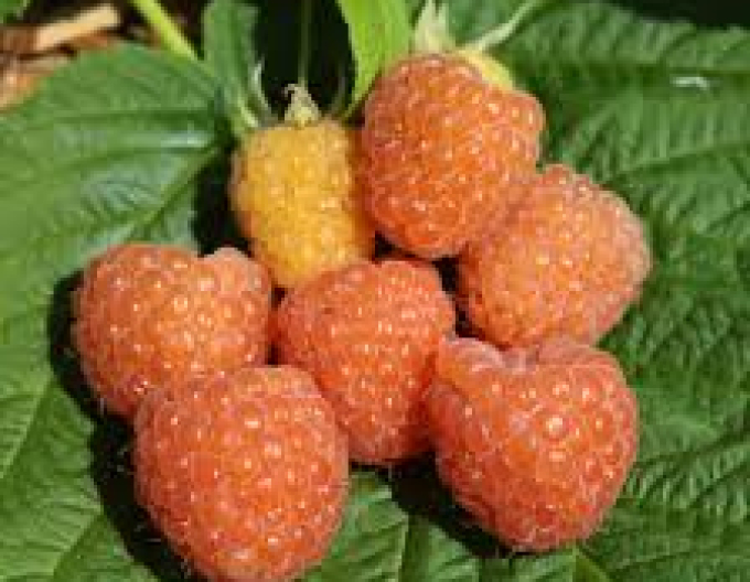 Malina žlutá Valentina stáleplodíci