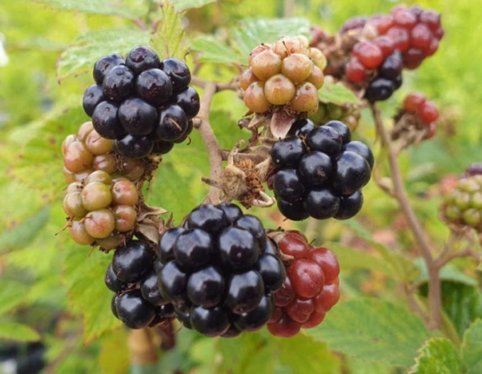 Ostružina "Black Satin"