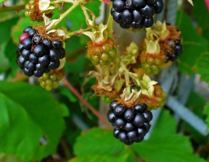 Ostružina "Black Satin"