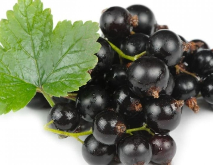 Rybíz černý Otelo STROMKOVÁ, kont. 2l