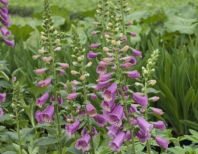 Náprstník Dalmatin Mix