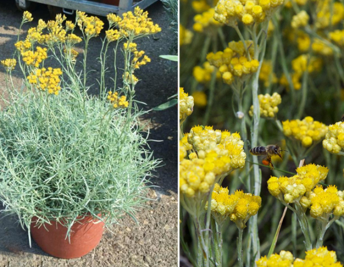 Smil italský ’Kari’