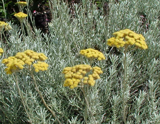 Smil italský ’Kari’