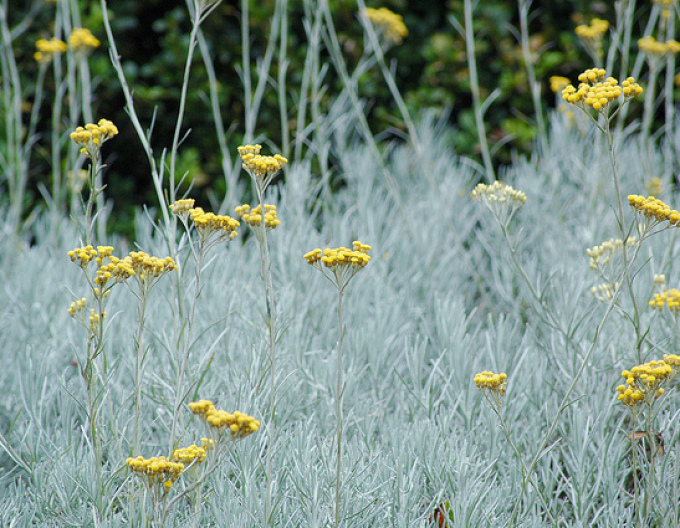 Smil italský ’Kari’