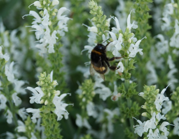 Šalvěj Schneehugel
