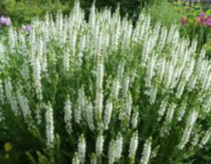 Šalvěj Schneehugel