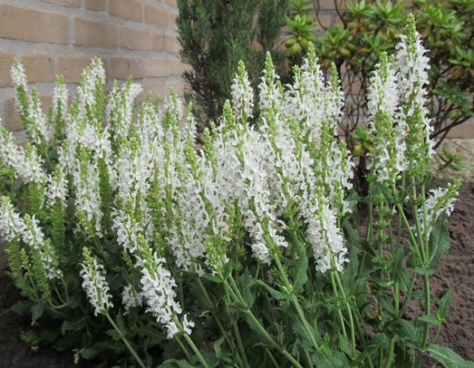 Šalvěj Schneehugel