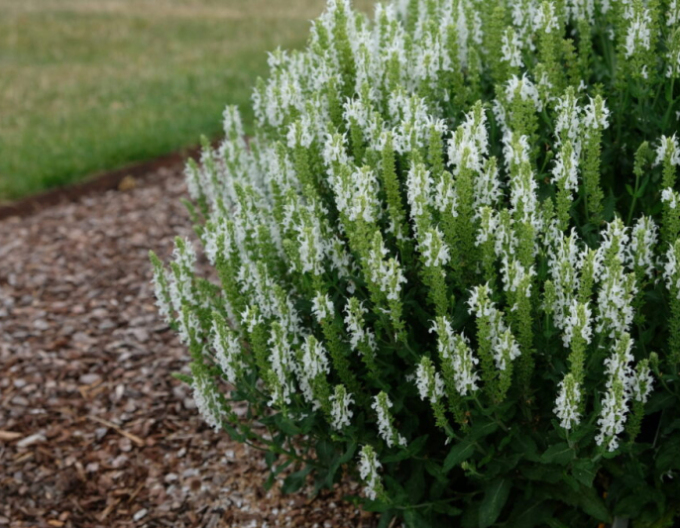 Šalvěj Schneehugel