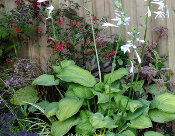 Bohyška ´Guacamole´