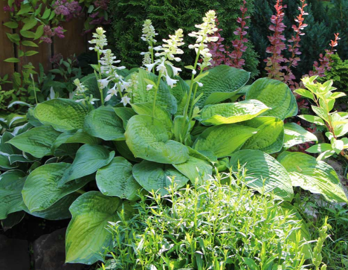 Bohyška ´Guacamole´