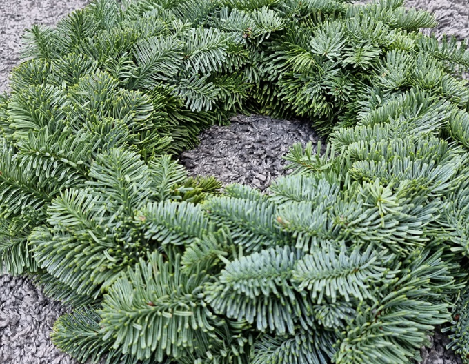 Vánoční věnec (Abies Nobilis) 35cm