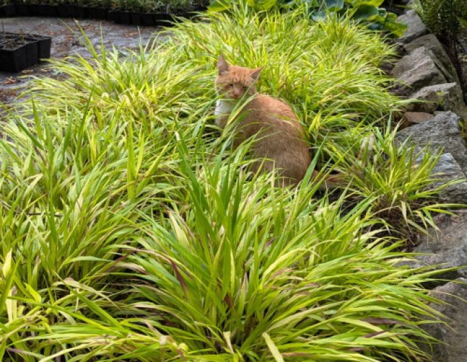 Rákosník japonský  ´Sunflare´