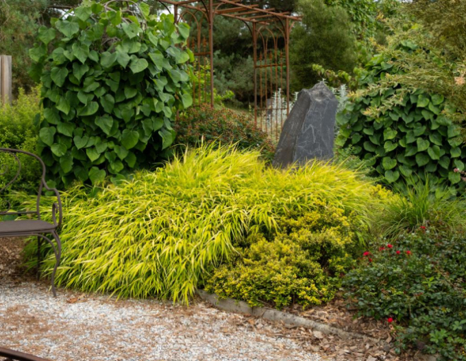 Rákosník japonský  ´Sunflare´