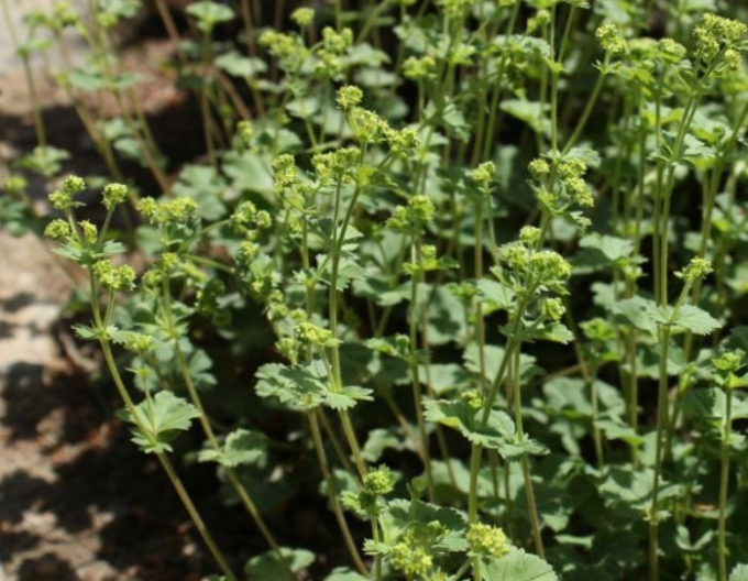 Kontryhel červenonohý ´Alma´