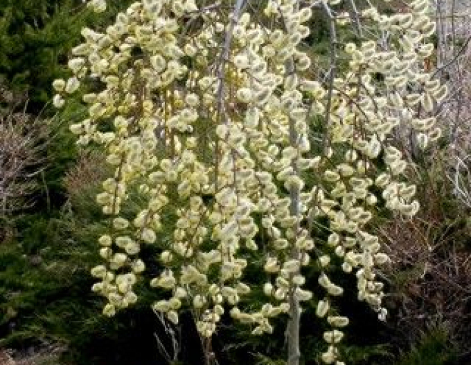 Vysoká převislá vrba ´Kilmarnock´ na kmínku 120cm