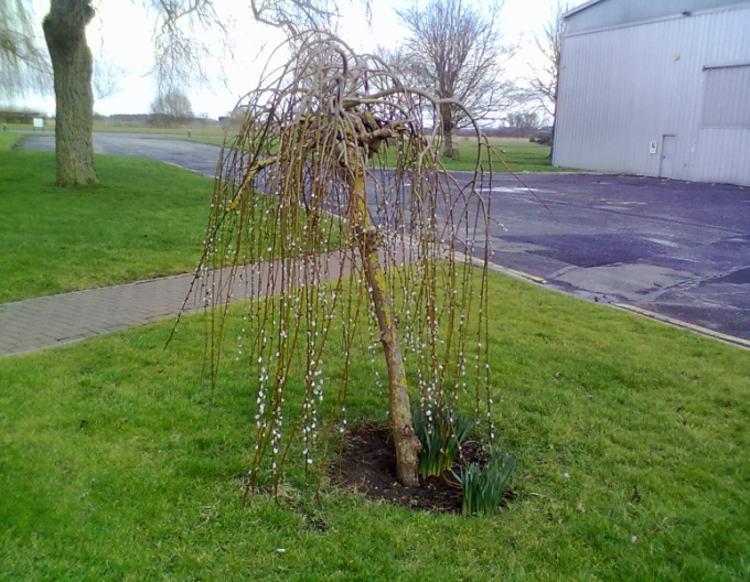 Vysoká převislá vrba ´Kilmarnock´ na kmínku 120cm