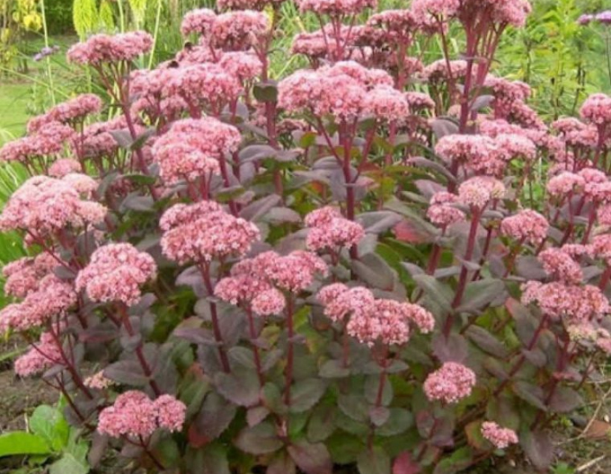 Rozchodník Matrona 1l