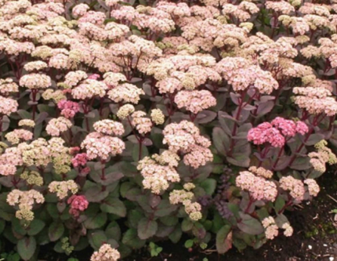 Rozchodník Matrona 1l