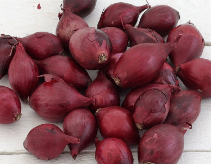 Cibule sazečka Red Baron 8/21 25kg