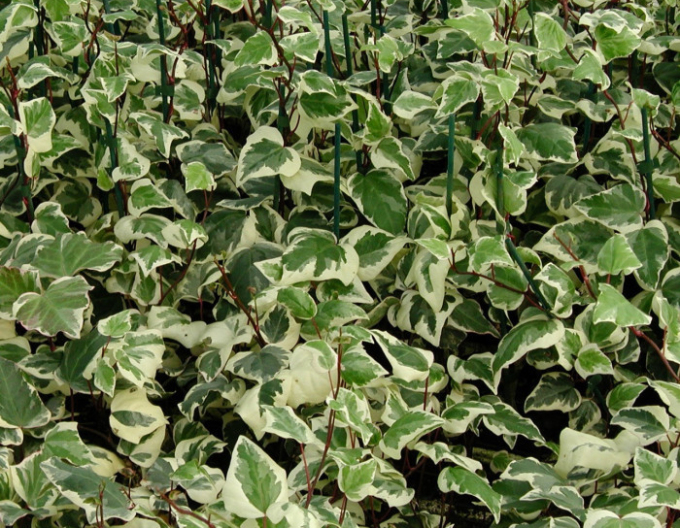 Břečťan alžírský Gloire de Marengo